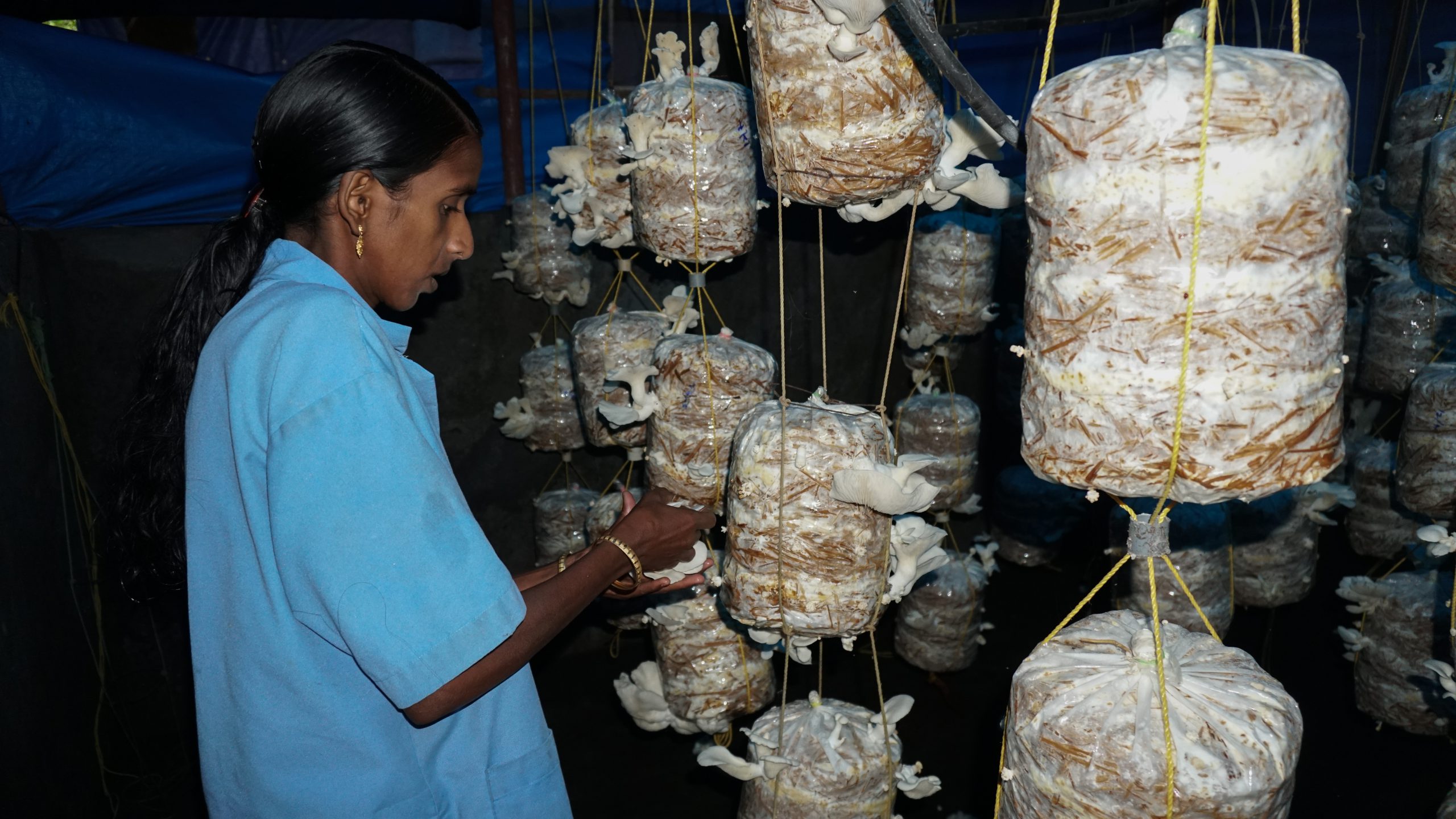 Mushroom Cultivation IRTC mushroom-cultivation-irtc
